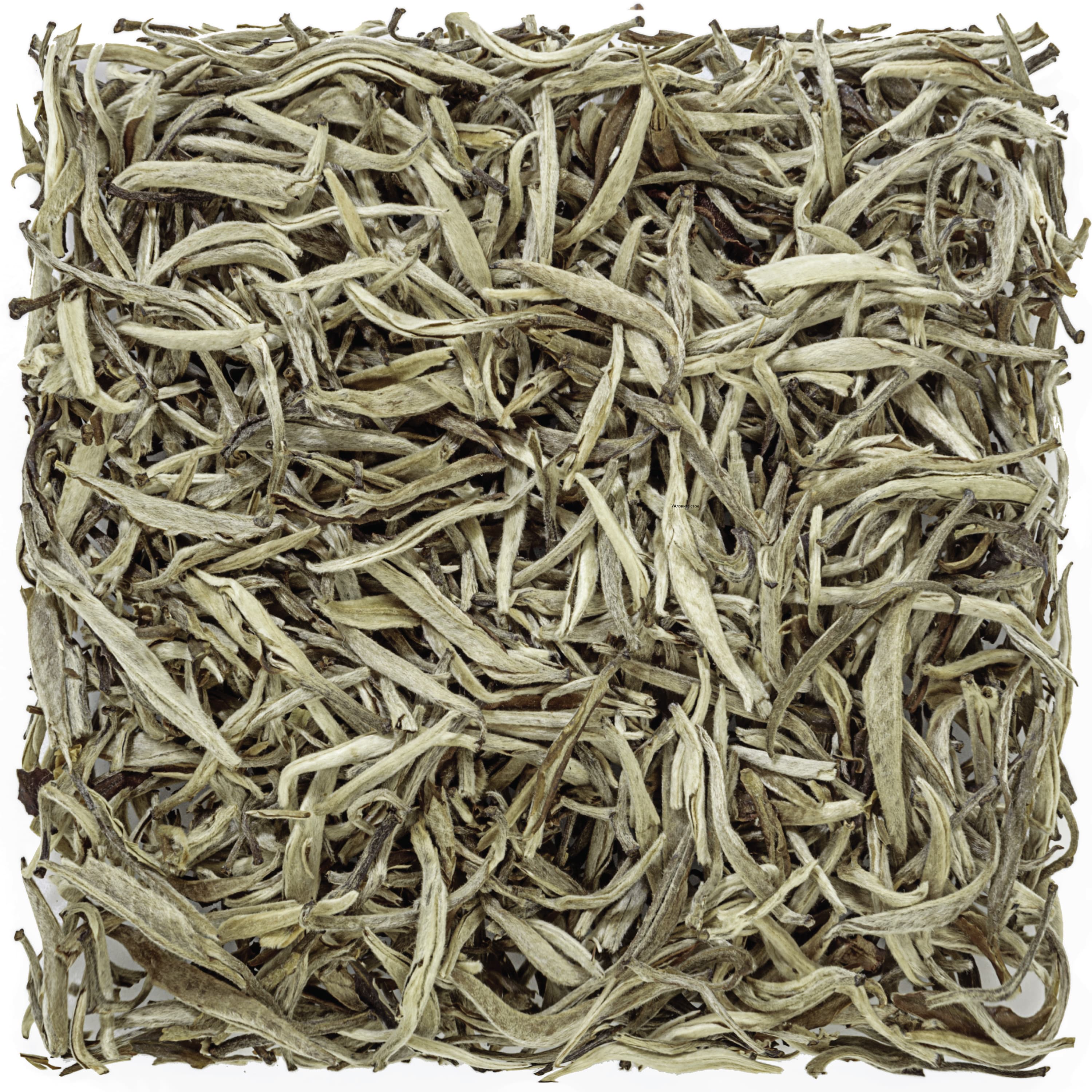 Silver Needle